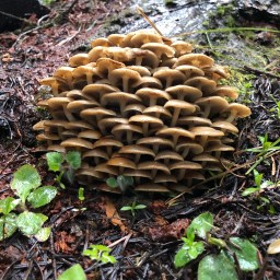 False Death and the Uncaring Cruelty of Mountains